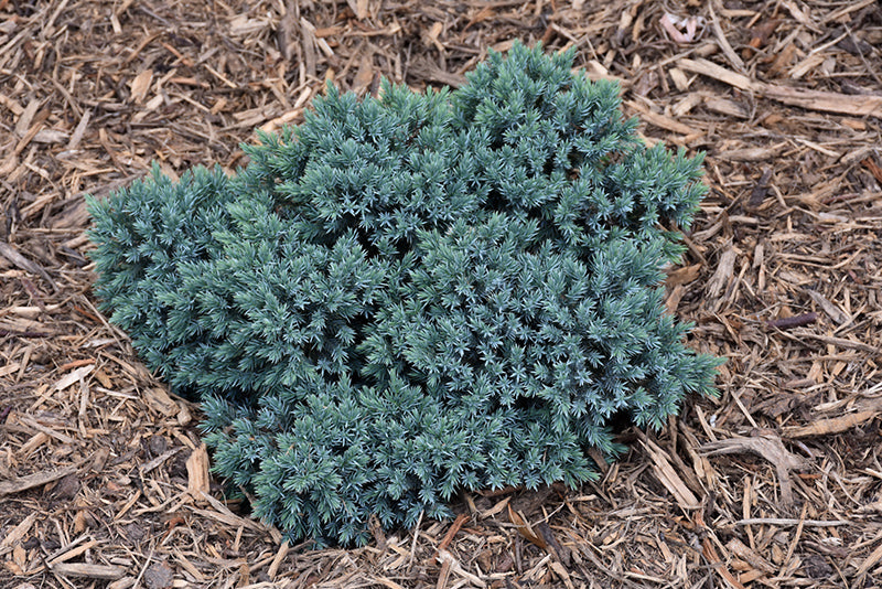 Blue-Star-Juniper
