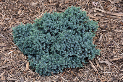 Blue-Star-Juniper
