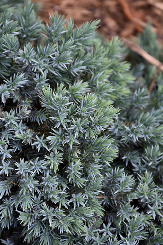 Blue Star Juniper