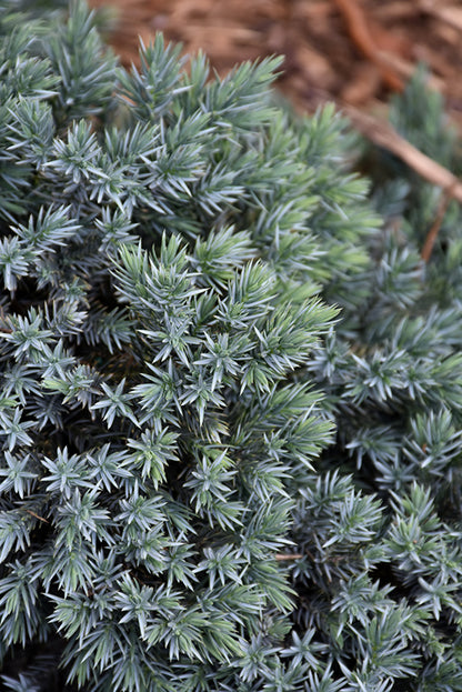 Blue Star Juniper
