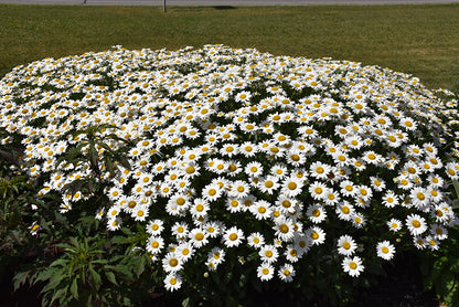 Becky Shasta Daisy (#1)