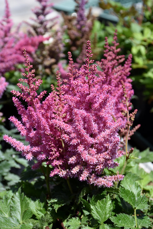 Little-Vision-In-Pink-Chinese-Astilbe