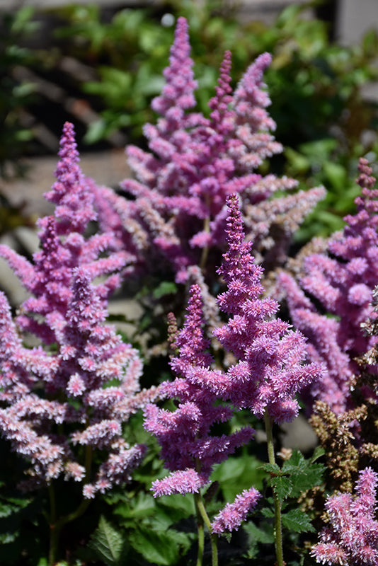Little-Vision-In-Purple-Chinese-Astilbe