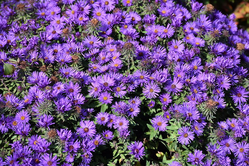 Grape Crush® New England Aster (#1)