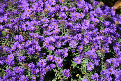 Grape Crush® New England Aster (#1)