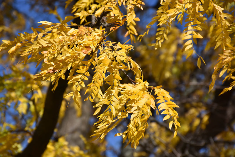 Skyline Honeylocust
