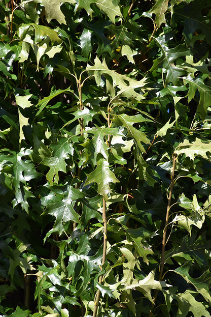 Green Pillar® Pin Oak