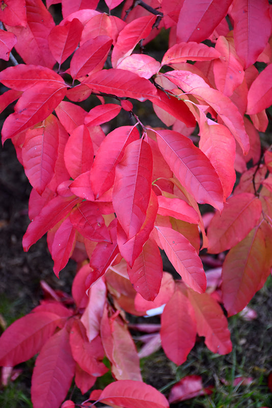 Sourwood