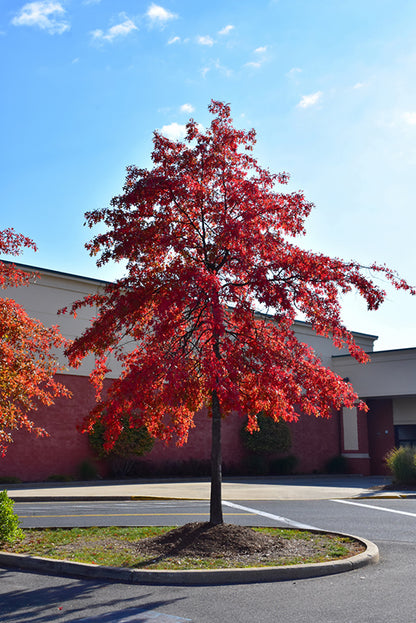 Pin-Oak