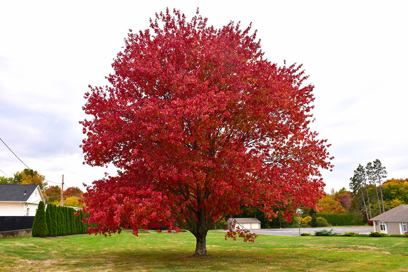 Red-Maple