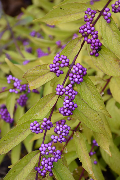 Early-Amethyst-Beautyberry