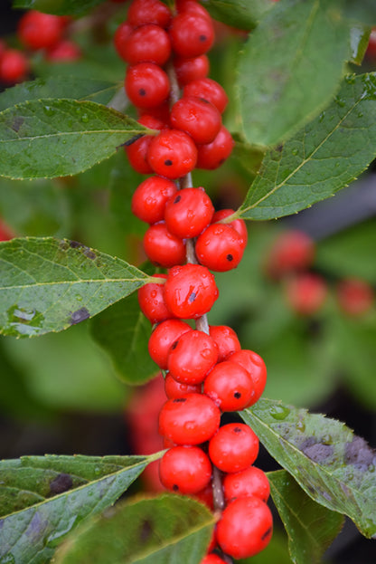 Red-Sprite-Winterberry
