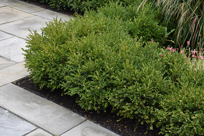 Green Gem Boxwood