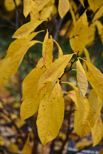 Northern Spicebush