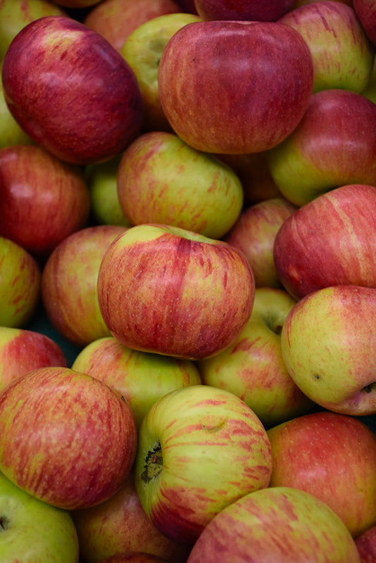 Cortland Apple Tree
