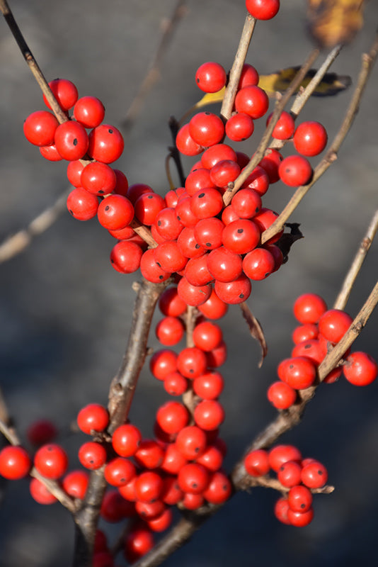 Berry-Poppins®-Winterberry