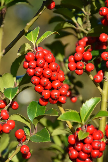 Castle Spire® Meserve Holly