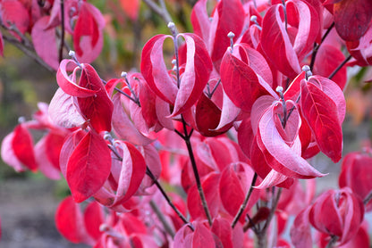 Cherokee Brave Dogwood Tree