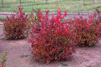 Merlot Virginia Sweetspire