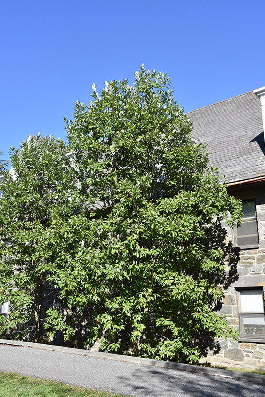 Moonglow-Sweetbay-Magnolia