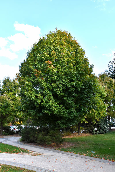 Legacy-Sugar-Maple