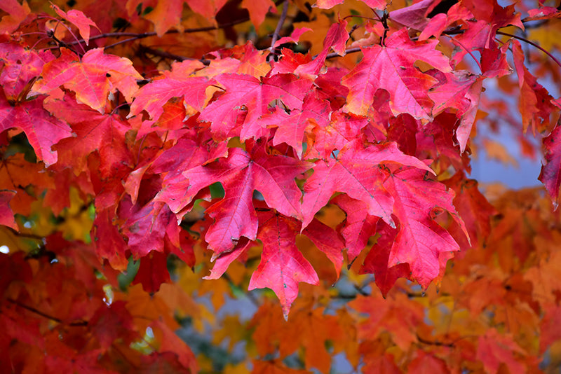 Fall Fiesta Sugar Maple