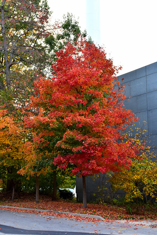 Fall-Fiesta-Sugar-Maple