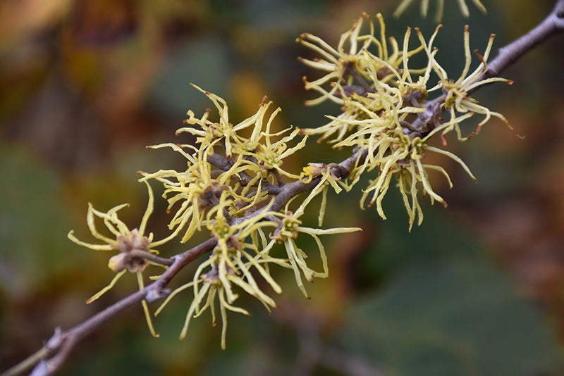 Common Witch Hazel