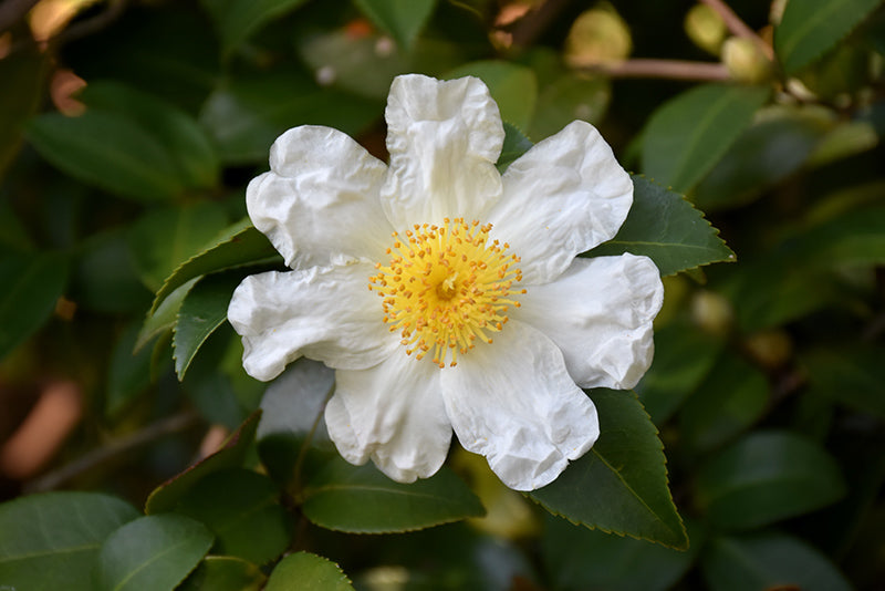 Japanese-Stewartia