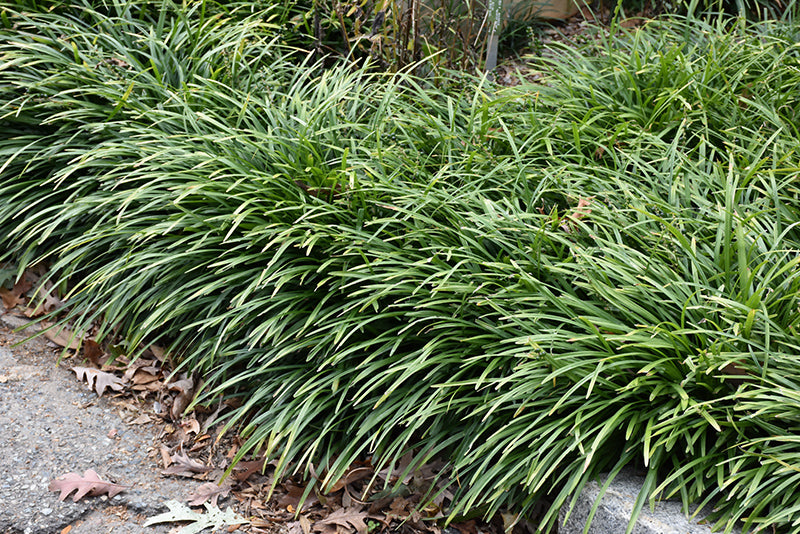 Big Blue Liriope (#1)
