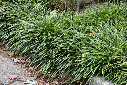 Big Blue Liriope (#1)