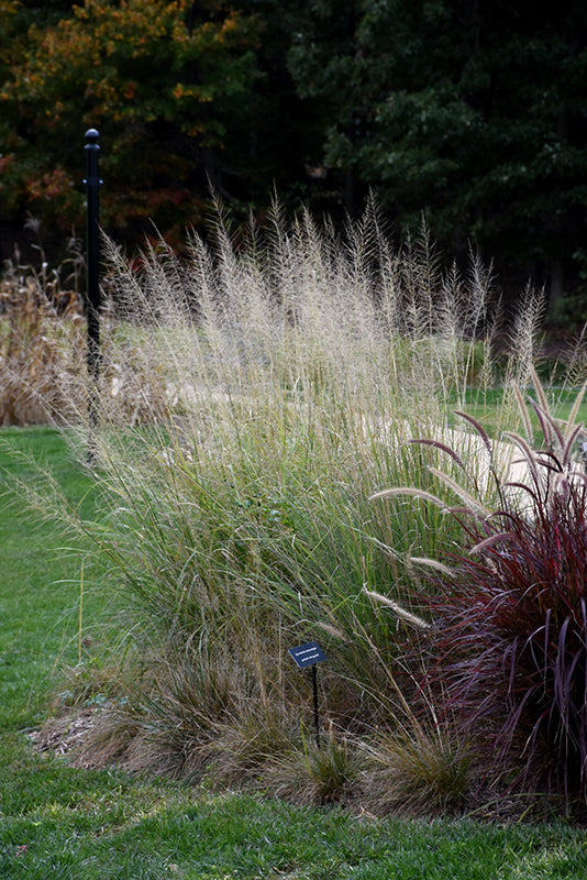 Prairie Dropseed