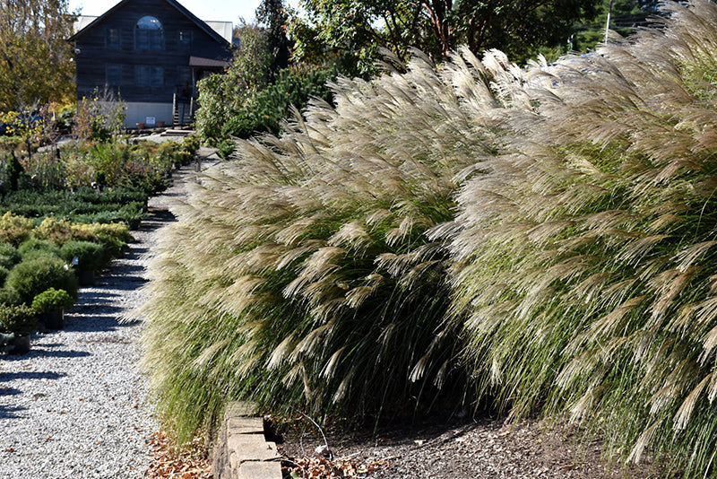 Gracillimus-Maiden-Grass