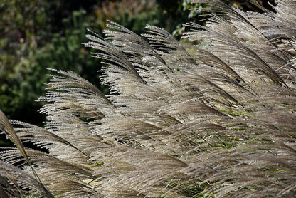 Gracillimus Maiden Grass