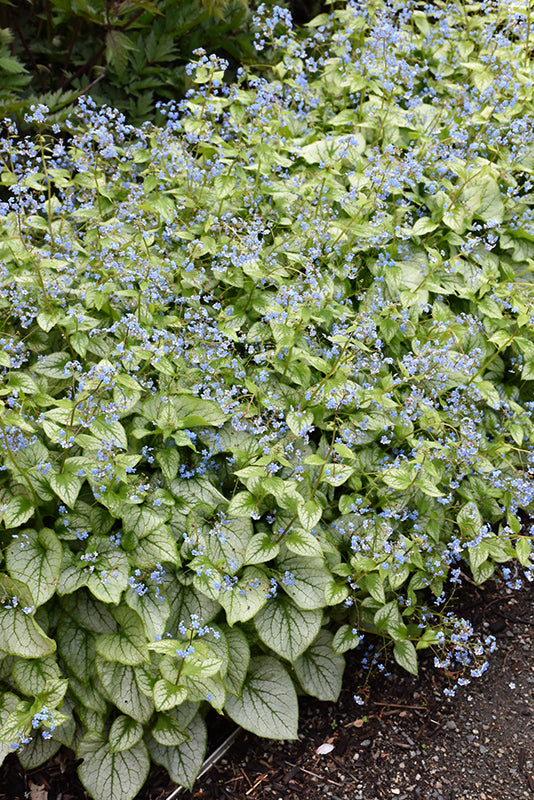 Jack Frost Brunnera (#1)