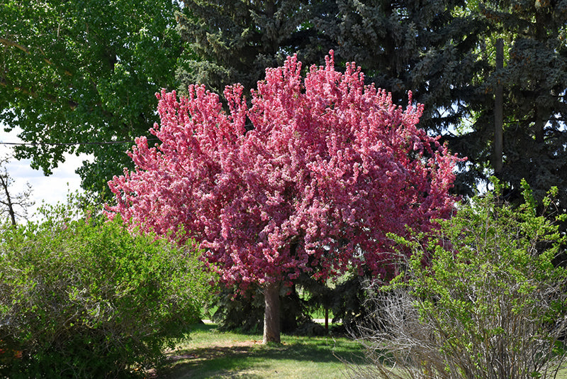 Prairifire-Flowering-Crab
