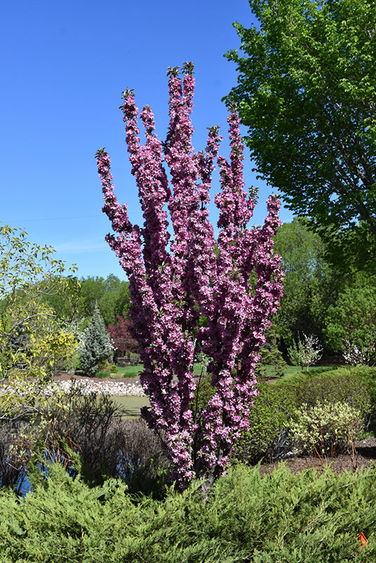 Purple Spire® Crabapple
