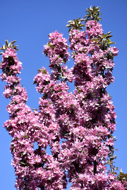 Purple Spire® Crabapple