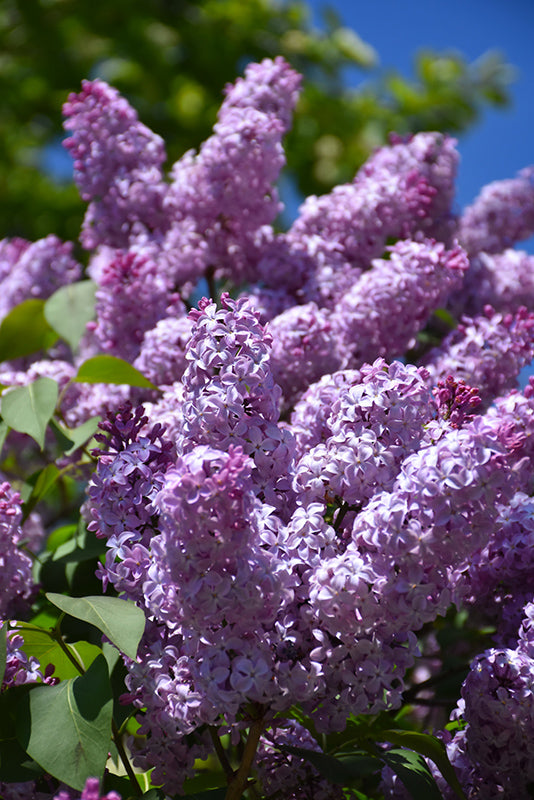Common-Lilac