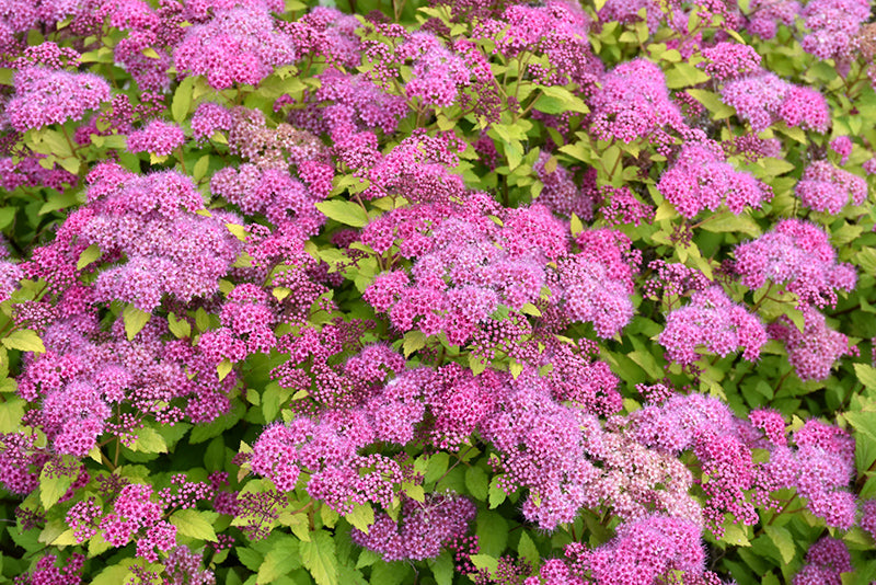Magic-Carpet-Spirea
