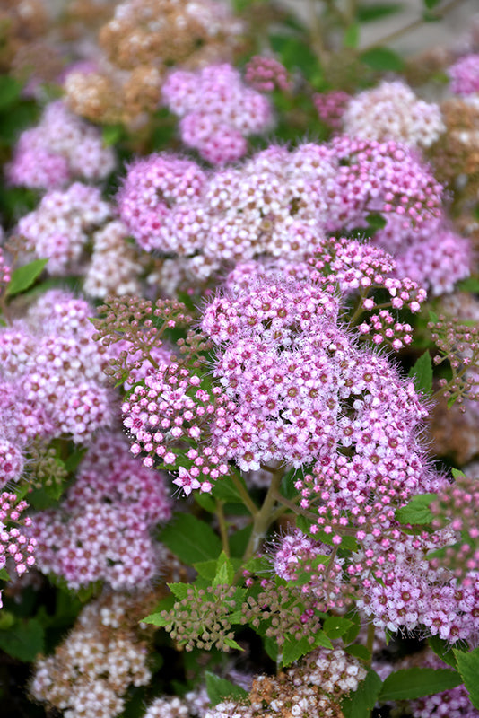 Little-Princess-Spirea