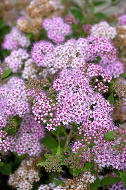 Little-Princess-Spirea