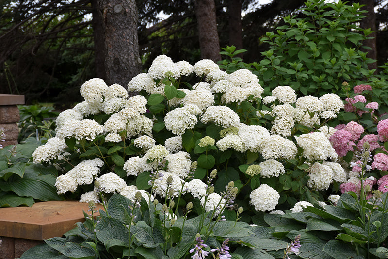 Annabelle-Hydrangea