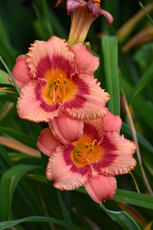 Strawberry-Candy-Daylily