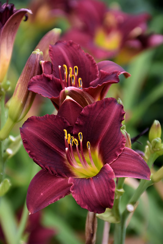 Ruby-Stella-Daylily