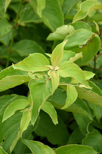 Cayenne Dogwood