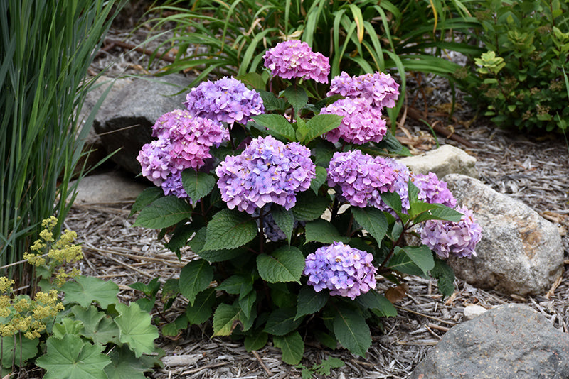 BloomStruck® Hydrangea