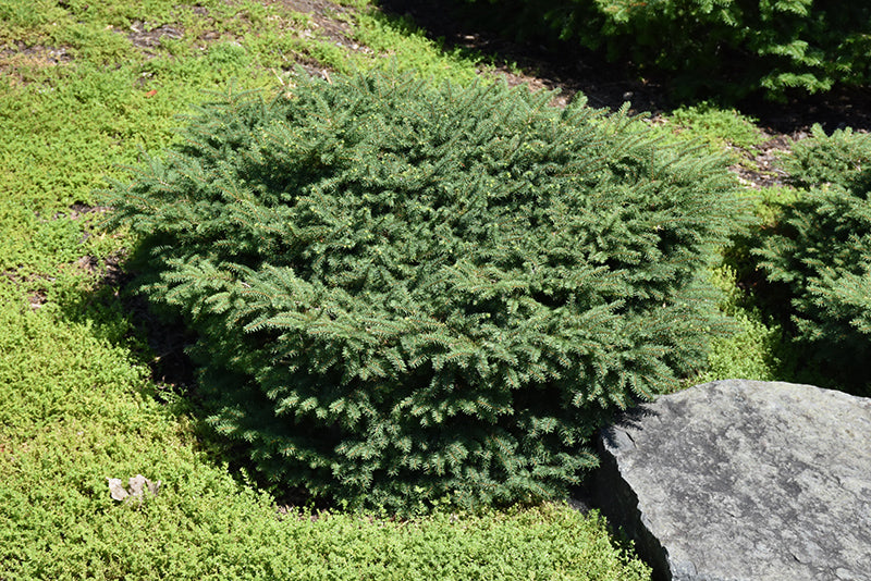 Birds-Nest-Spruce