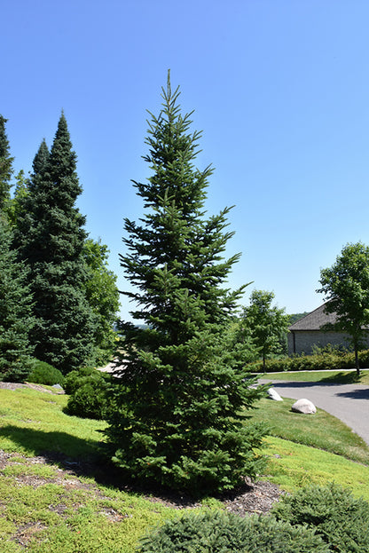 Balsam-Fir
