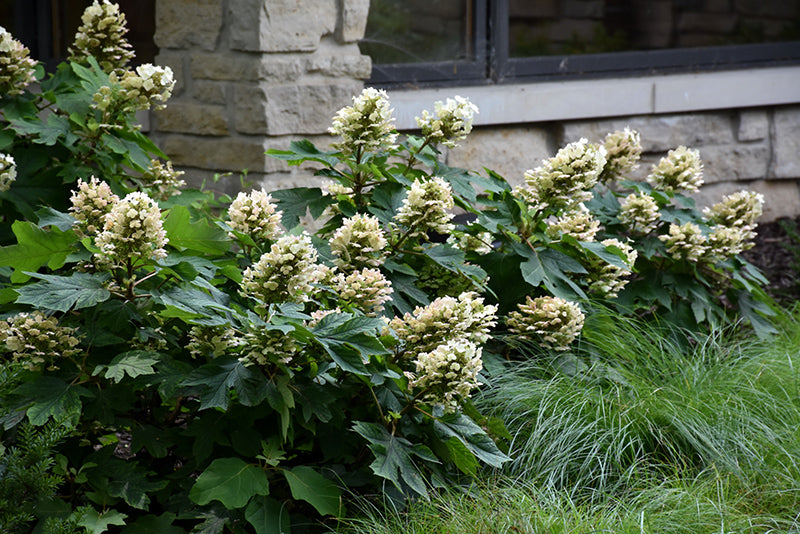 Munchkin® Oakleaf Hydrangea